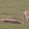 Garden Route Game Lodge
