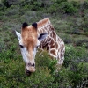 Garden Route Game Lodge
