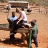 Ostrich Farm