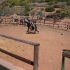 Ostrich Farm