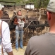 Ostrich Farm