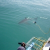 Gans Bay
