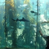 Two Oceans Aquarium