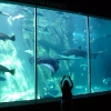 Two Oceans Aquarium